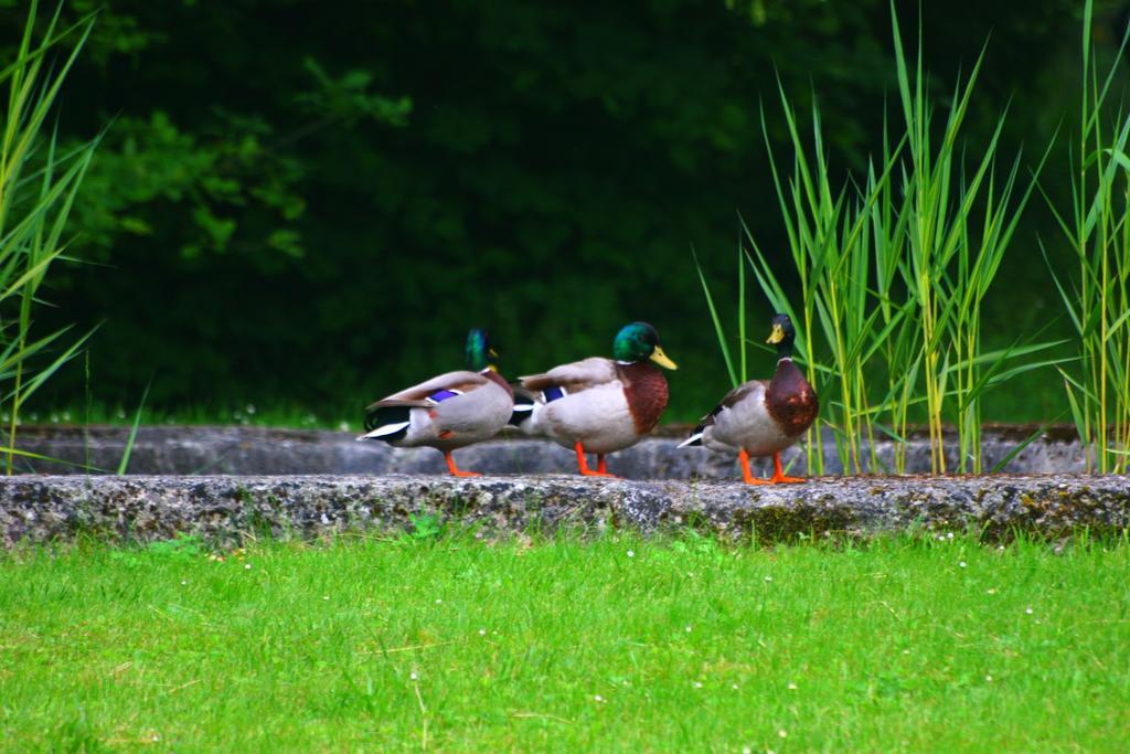 Domaine De Chantemerles Fontainebleau Esterno foto